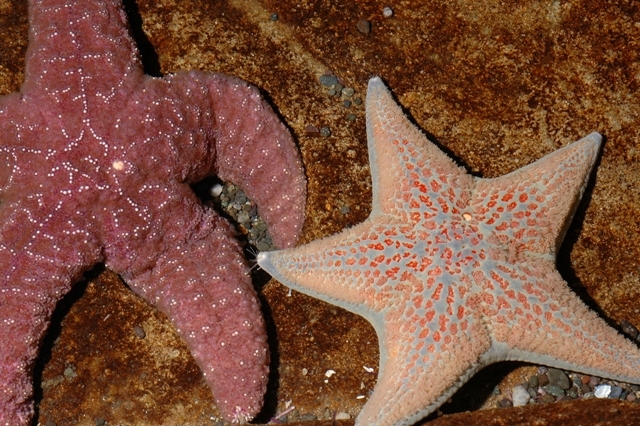 海星